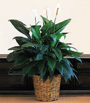 Ankara çiçek siparişi gönderme firmamızdan size özel Spathiphyllum saksı çiçeği iç mekan bitkileri süs bitkisi