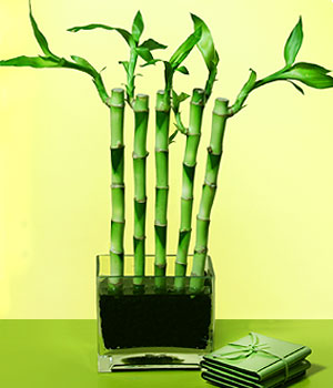 Ankara Ostim çiçek gönderimi firması ürünümüz  Lucky Bamboo şans meleği çiçeği bambu çiçeği