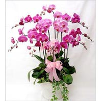 Dört dallı saksı orkide çiçeği salon süs bitkisi Ankara ostim çiçek siparişi firma ürünümüz
