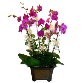 iki dal saksı orkide çiçeği saksı çiçekleri Ostim ve Ankara için görsel bir tanzim