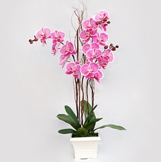 Ankara Bağlum Çiçekçi firma ürünümüz 4 dallı orkide çiçeği canlı çiçekler