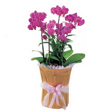 Ankara çiçek gönder firması şahane ürünümüz Dört dallı saksı orkide çiçeği bitkisi