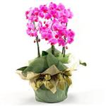 Ankara Ostim çiçek gönderimi firması ürünümüz  dört dallı saksı orkide çiçeği