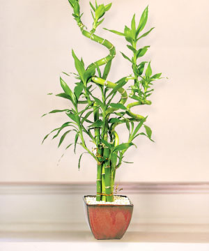 Ostim ve Ankara için görsel bir tanzim Lucky Bamboo şans meleği çiçeği bambu çiçeği