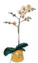  Ankara ostim çiçekçilik firması ürünümüz 1 dal saksı orkide çiçeği iç mekan süs bitkisi