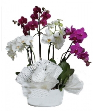 4 dal mor orkide 2 dal beyaz orkide Ankara anneler günü çiçek yolla