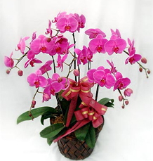 6 Dallı mor orkide çiçeği Ankara anneler günü çiçek yolla