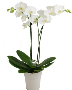 2 dallı beyaz orkide Ankara uluslararası çiçek gönderme