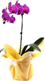 Ankara çiçek siparişi sitesi Tek dal mor orkide saksı çiçeği