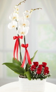 2 dallı beyaz orkide ve 7 kırmızı gül Ankara İnternetten çiçek siparişi
