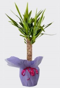 Yucca Tekli iç mekan saksı bitkisi Ankara internetten çiçek siparişi