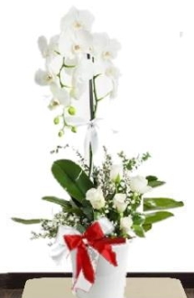 Tek dallı beyaz orkide 5 beyaz gül Ankara çiçek siparişi sitesi